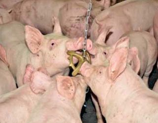 Спеціальні іграшки відволікають свиней від кусання хвостів